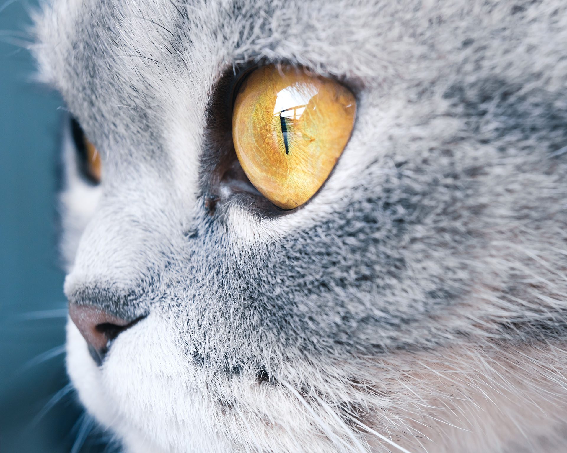 El misterioso simbolismo del gato gris en el esoterismo